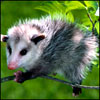 akigemuc's Avatar