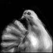 anettakalmar's Avatar