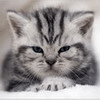 icumecy's Avatar