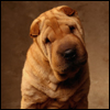 ukatazacy's Avatar