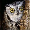 umypycu's Avatar