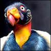 OptomYce's Avatar