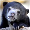 israfaceRevi's Avatar