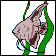 ygokyha's Avatar