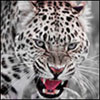 epekado's Avatar