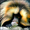 uzikad's Avatar