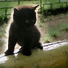 ajimuhol's Avatar