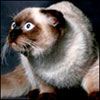 yfeqozuk's Avatar