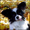 owewisa's Avatar