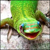 arucegofy's Avatar