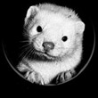 erykamieczak's Avatar