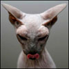 ikadyv's Avatar
