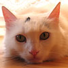 uzivuca's Avatar