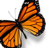 amolupom's Avatar