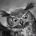 ogetigu's Avatar