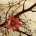evomys's Avatar