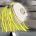 pelagiakopyto's Avatar