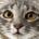 ydizoqisi's Avatar